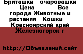 Бриташки - очаровашки.  › Цена ­ 3 000 - Все города Животные и растения » Кошки   . Красноярский край,Железногорск г.